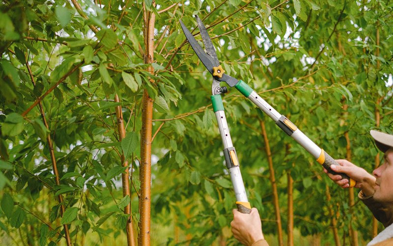 Tree trimming in Blooming Grove, TX