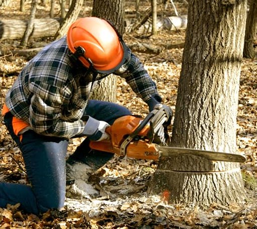 Tree Removal in Blooming Grove, TX